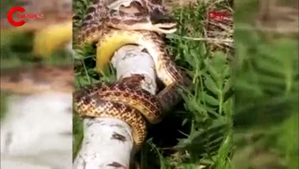 Pancar toplarken 3 metrelik yılan gören köylüler korktu