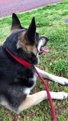 疲れちゃったの？？お散歩中のメメラン