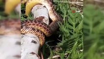 Bingöl’de görülen devasa yılan korkuttu