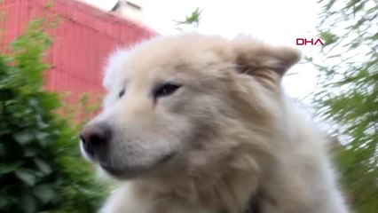 9 YIL ÖNCESİ VE ŞİMDİ.. ROCKY'E "MAHALLENİN MUHTARI" DİYORLAR