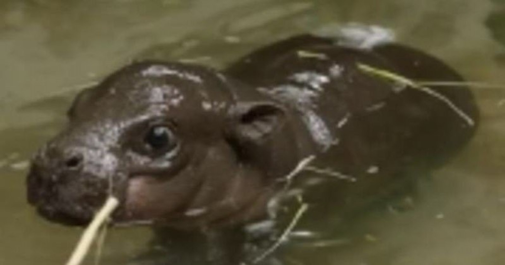 Un Bebe Hippopotame Pygmee A Vu Le Jour Au Zoo De San Diego Une Premiere En 30 Ans Video Dailymotion