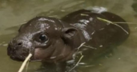 Un bébé hippopotame pygmée a vu le jour au zoo de San Diego, une première en 30 ans !