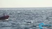 Cientos de delfines nadan juntos en la costa de Laguna Beach, en California