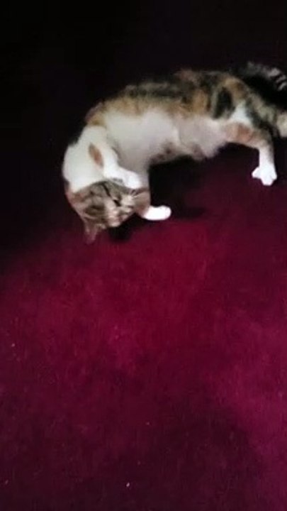 Cat Floor Dances For Food