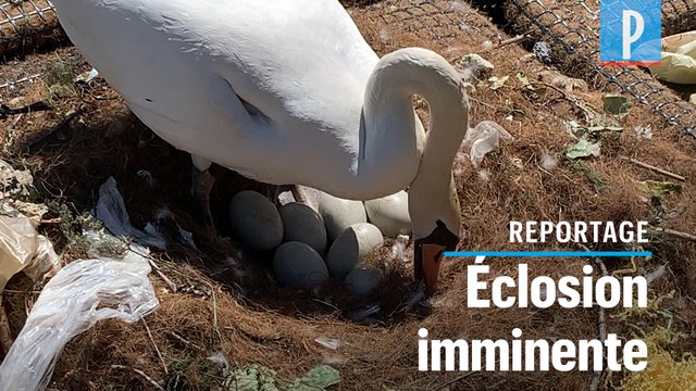 A Paris, un couple de cygnes couve ses œufs sur les bords du canal de l'Ourcq