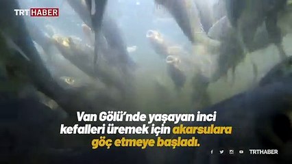 Mavi Tutku görüntüleriyle inci kefalinin göç yolcuğu