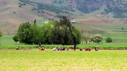 Gaziantep'te tarımsal faaliyetler devam ediyor