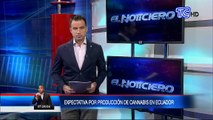 Expectativa por el cultivo de cannabis medicinal en Ecuador