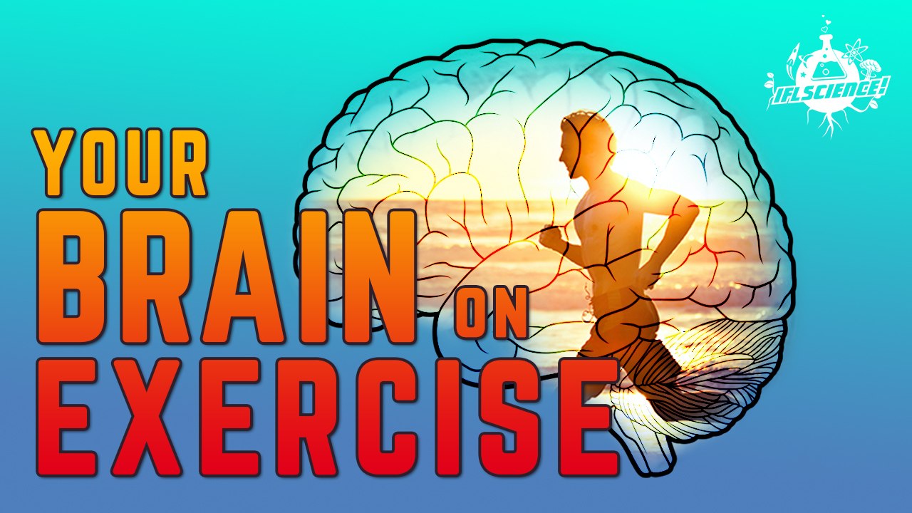What Does Exercise Do To Your Brain?
