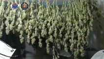 Detenidos por robar marihuana de una plantación oculta en un pabellón
