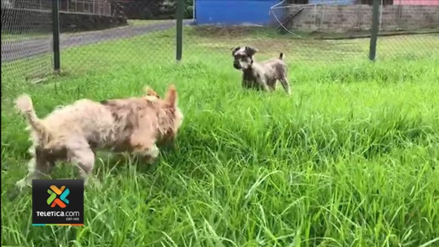 tn7-ayuda-veterinaria-a-perros-rescatados-190520