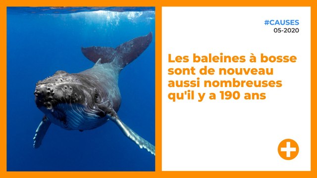 Les baleines à bosse sont de nouveau aussi nombreuses qu'il y a 190 ans