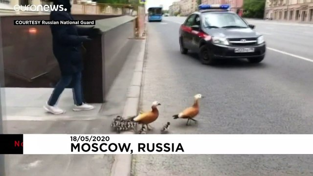 Утиное семейство на Ленинском проспекте