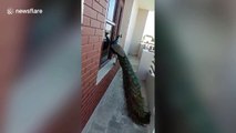 Peacock comes knocking on apartment window in western India