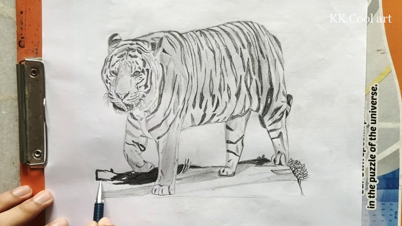 Speed Draw! Drawing a Tiger / KK Cool art