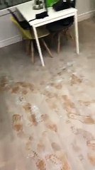 Aftermath as vandals shoot fire extinguishers through window of Blackhall diner