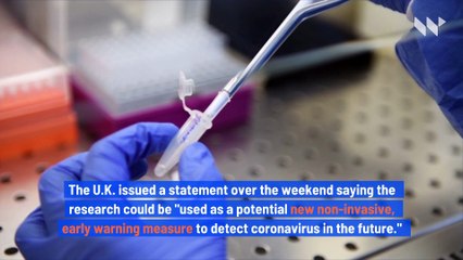 UK Starts Trial for Dogs to Sniff out COVID-19