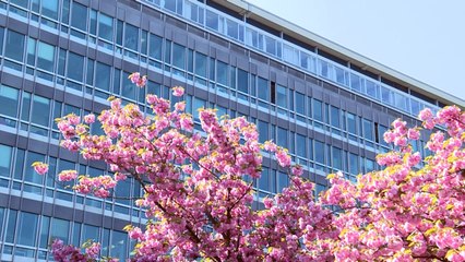 OMS vai investigar resposta à pandemia