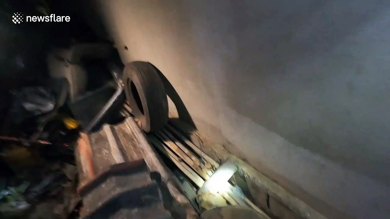 Gruesome moment cobra regurgitates seven eggs it stole from a chicken coop