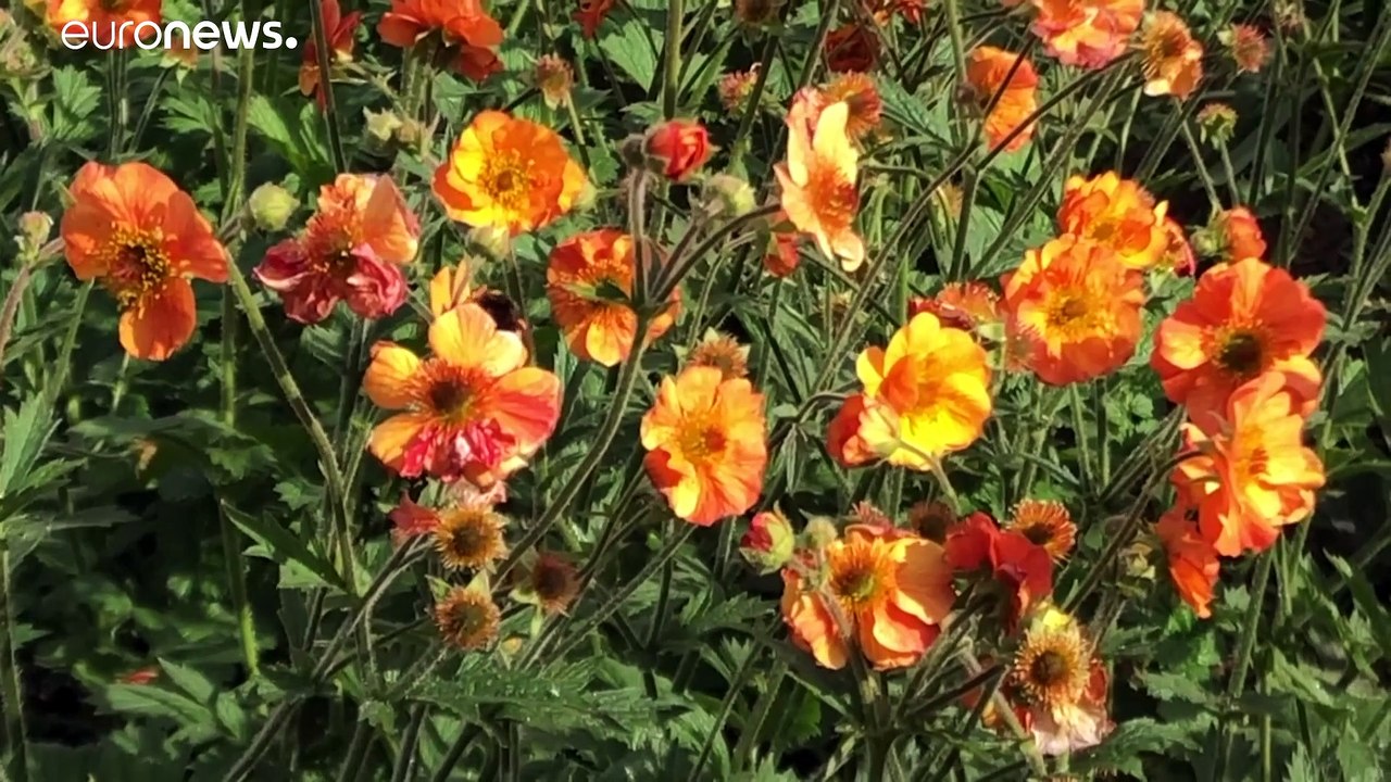 20. Mai ist Weltbienentag: Experten rufen zu mehr Unordnung im Garten auf