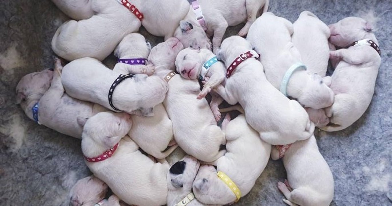 Une dalmatienne donne naissance à une portée de 18 chiots après un travail de 14 heures