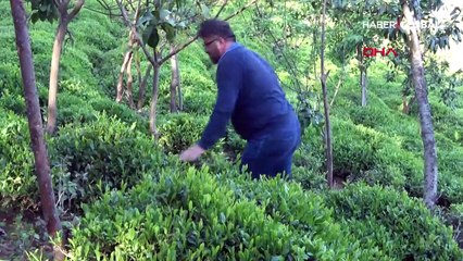 'Çay göçü' başlıyor, 50 bin üretici bu gece yola çıkacak