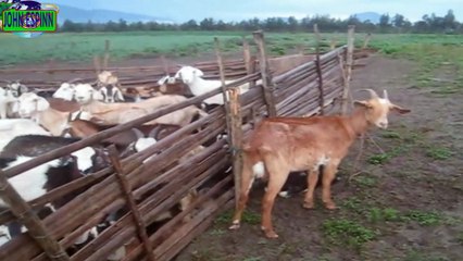 CRIADERO DE CHIVOS O CABRAS CAPRICULTURA GANADERIA ALTERNATIVA