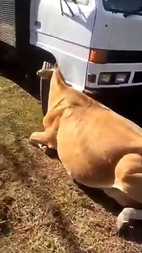 Dairy Cow Gets Head Stuck in Truck Wheel Well