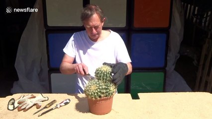 UK puzzle expert transforms cactus into functional Rubik's Cube