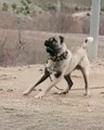 SiMiT KUYRUK ANADOLU COBAN KOPEGi - ANATOLiAN SHEPHERD DOG