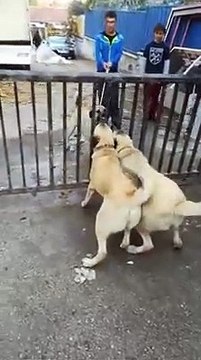 KANGAL KOPEKLERi KARSI KARSIYA ATISMa - KANGAL SHEPHERD DOGS VS
