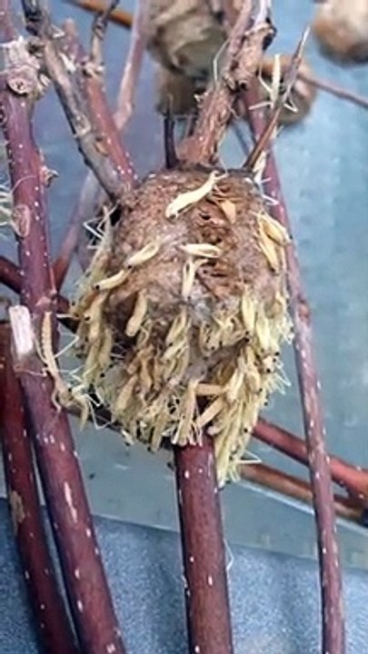 Ce nid de mantes religieuses va vous faire froid dans le dos