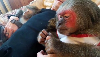Ce russe vit avec ses 2 singes de compagnie et c'est adorable