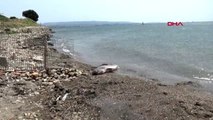 Çanakkale'de 2 metrelik köpek balığı sahile vurdu