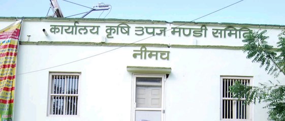 नीमच मंडी मे आज आयी फसलों के भाव इस प्रकार है