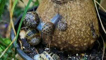Secret Life of Snail | Snail move | | Garden Sanil | | Snail food, Nature Beauty | | Snail eating | part 2