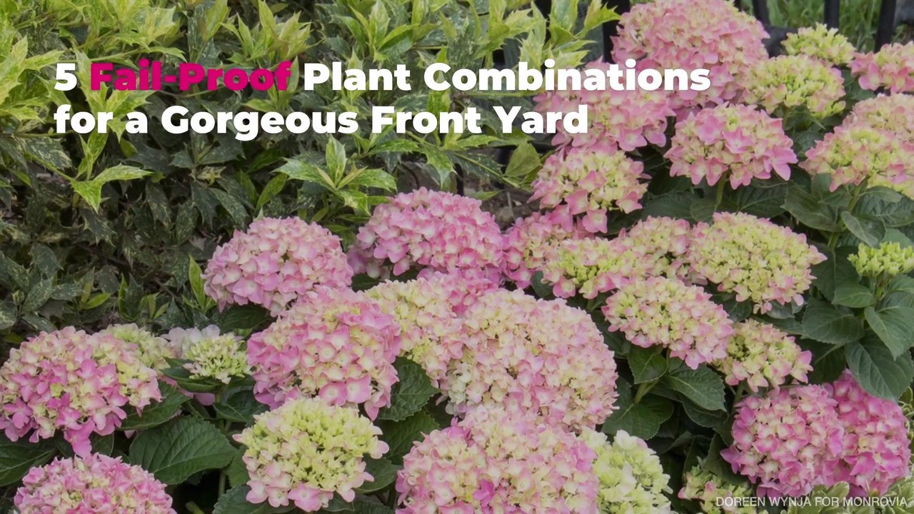 5 Fail-Proof Plant Combinations for a Gorgeous Front Yard