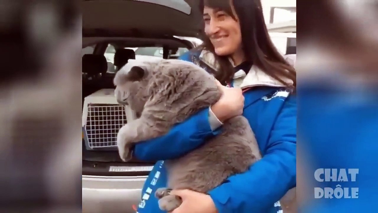 Essayer De Ne Pas Rire ✪ Vidéo De Chat À Mourir De Rire #6