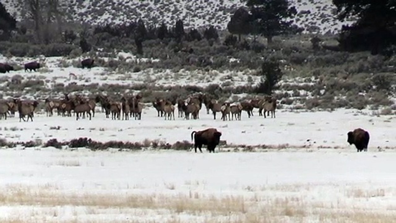 Wolves, Elk  & Buffalo