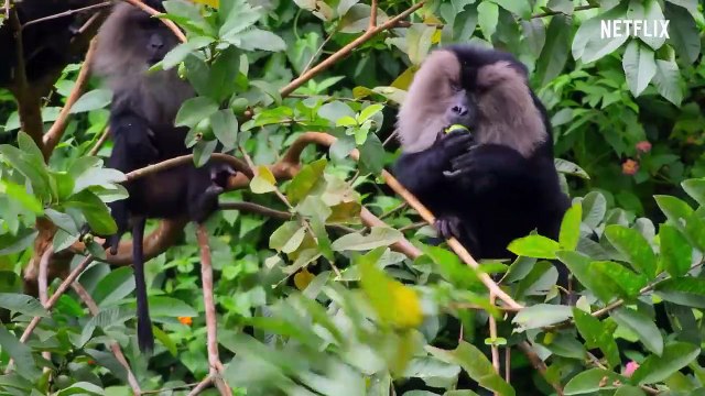 Our Planet - Forests - FULL EPISODE - Netflix