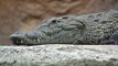 Speed News:  Crocodile body weighing 300 kg found in  Vadodara's Vishwamitri river