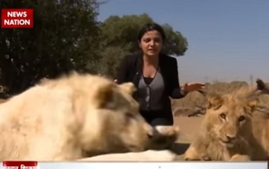 Two human friendly lions Ben and Bright from Lions Park in South Africa