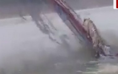 Tiger gets stuck in Maharashtra's Bhandara area in a canal, rescued