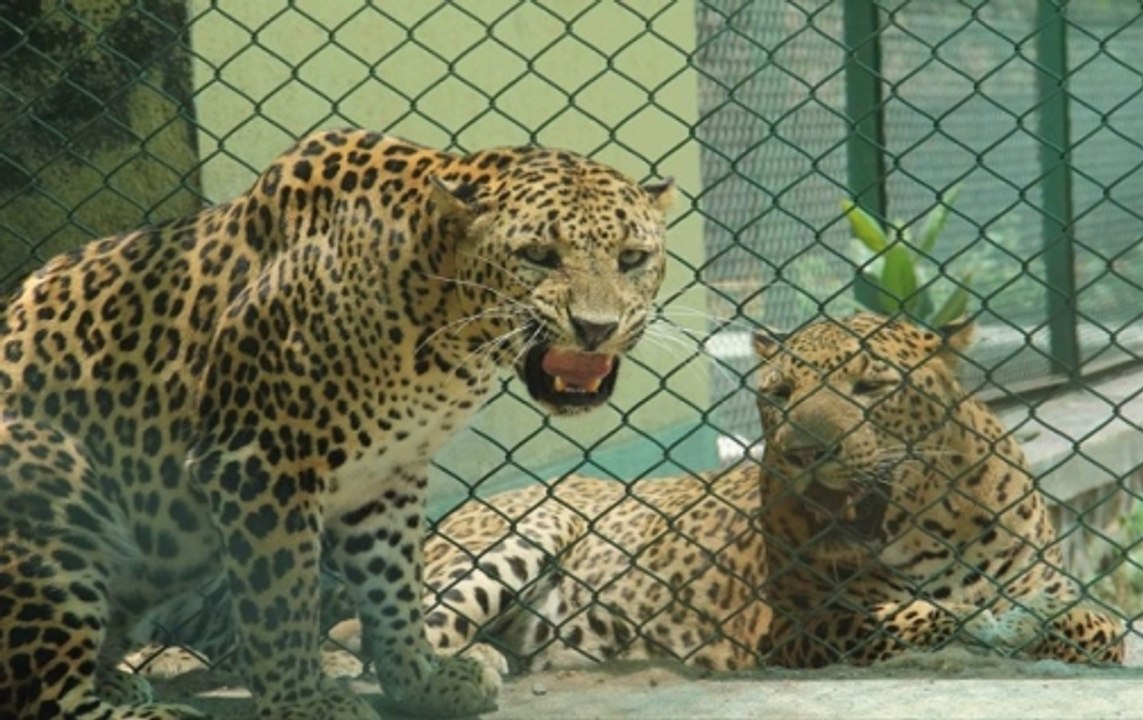 Leopard enters school premises in Lucknow, forest department in action