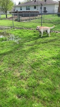 Lab with Cerebellar Hypoplasia Loves Splashing in Puddles