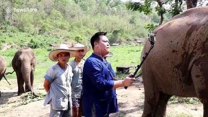 Thai elephant camp livestreams performances during coronavirus closure