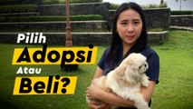 Dilema Pelihara Anjing, Pilih Adopsi atau Beli???