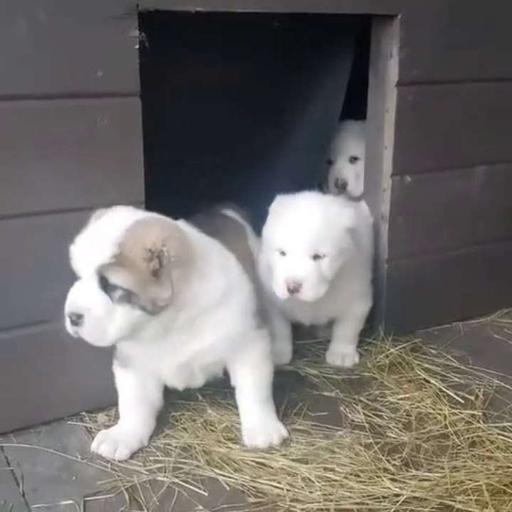 ALABAY YAVRULARI SABAH BiRARADA - ALABAi SHEPHERD DOG PUPPiES
