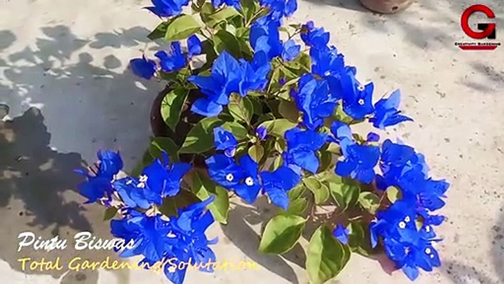 Blue Bougainvillea - video Dailymotion