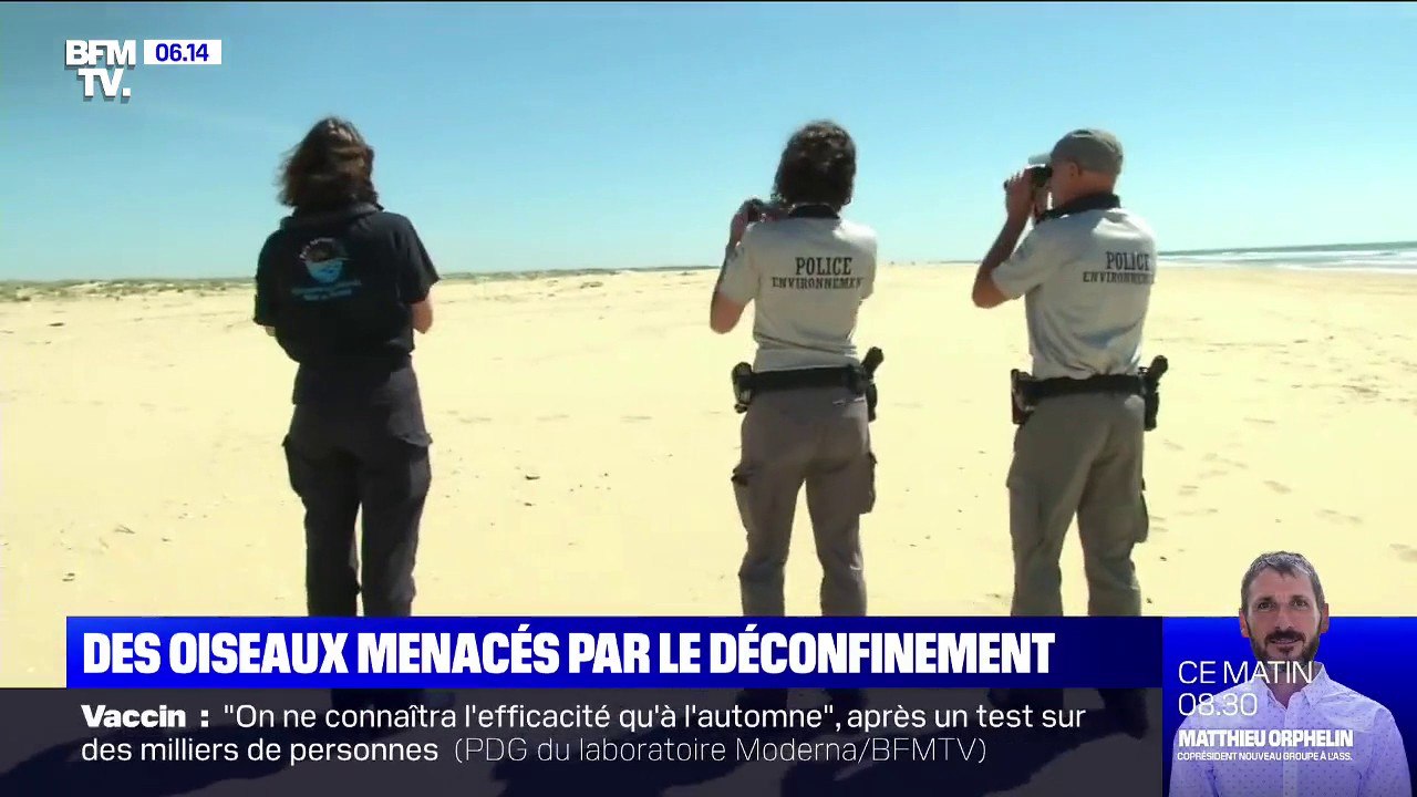 Des espèces protégées, dont certains oiseaux, menacées par le déconfinement